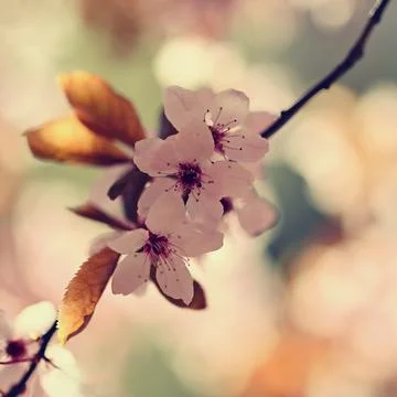 Spring background. Pink cherry blossoms on a tree under a blue sky. Beautiful Stock Photos