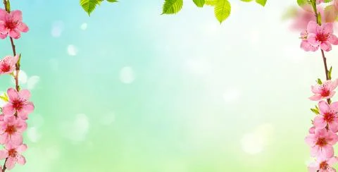 Spring background with pink cherry blossoms branches Stock Photos