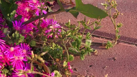 Spring background. Pink flowers, closeup Stock Footage 89361658
