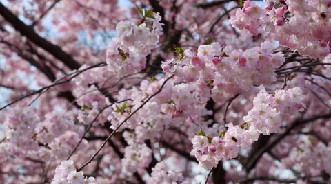 Spring background with pink flowers, focus changing Stock Footage 36411613