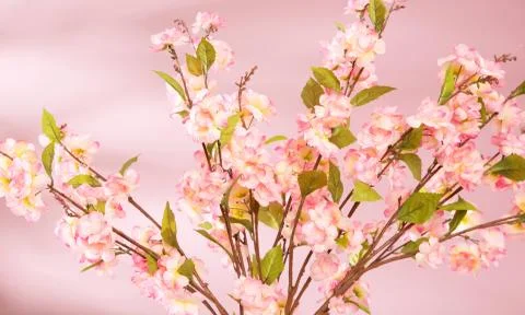 Spring background with pink flowers Stock-Fotos
