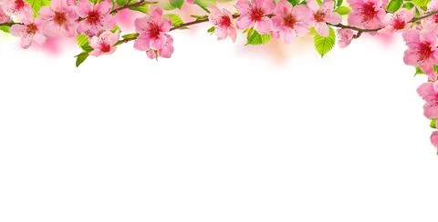 Spring background with pink sakura bloom flowers branches, isolated on white Foto stock