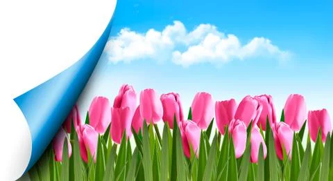 Spring background with pink tulips and a page corner. Vector. Stock Illustration