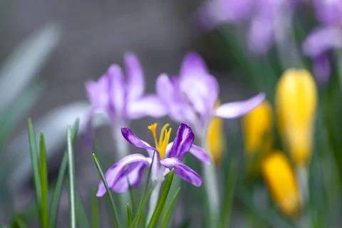Spring background with purple crocuses in the garden. Stock Photos