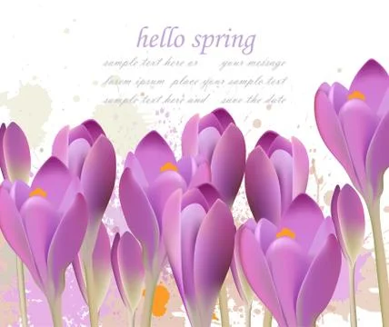 Spring background with purple tulips Vector. Watercolor flowers. Lovely greet Stock Illustration
