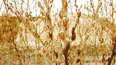 Spring background with pussy-willow branches with catkins Stock Footage 170256557