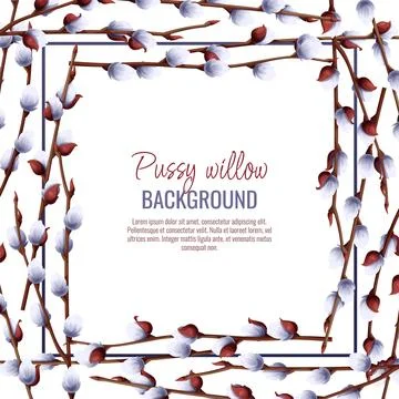 Spring background with pussy willow branches. Postcard, banner for Easter. Sp Stock Illustration