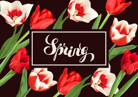 Spring background with red and white tulips. Beautiful realistic flowers, buds Illustrazione stock