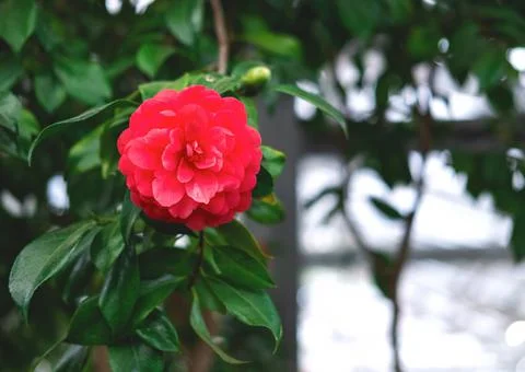 The spring background of the red azalea flower in full bloom with the space. Stock Photos