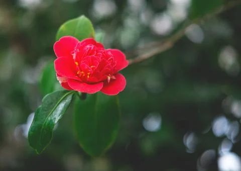 The spring background of the red azalea flower in full bloom with the space. Stock Photos