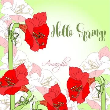 Spring  background with red pink amaryllis. Stock Illustration