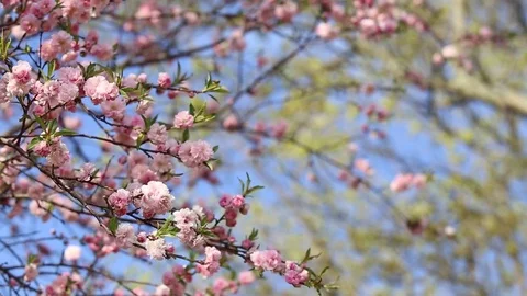 Spring background of Sakura tree Stock Footage 75026894