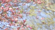 Spring Background Of Sakura Tree Stock Footage