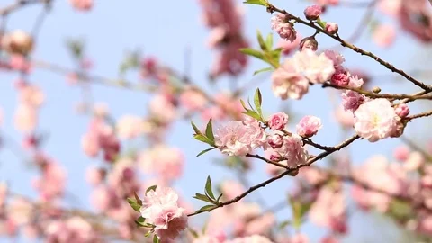Spring background of Sakura tree Stock Footage 75027172