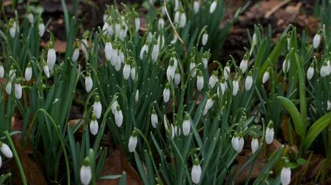 Spring background showing full frame of young snowdrops and foliage Stock Photos