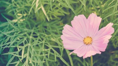 Spring background with single delicate cosmea flower on green plant backdrop Stock Photos
