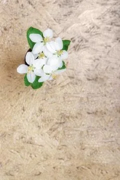 Spring background with small bouquet from white apple flowers. Stock Photos