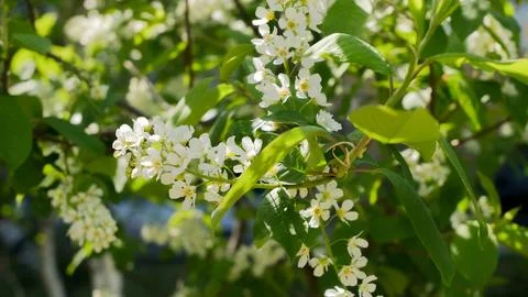 Spring background. Small white flowers on a tree branch. Stock Photos
