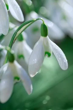 Spring background with Snowdrops on bokeh background in sunny spring garden . Stock Photos