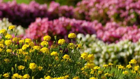 Spring background. spring flowers landscape. springtime. Stock Photos