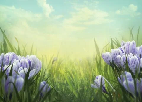 Spring background. Springtime  with crocus flowers. Crocus flowers in meadow. Stock Photos