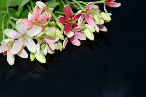Spring background, summer blooming rangoon creeper flower Stock Photos