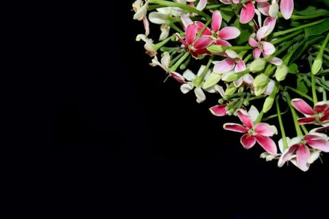Spring background, summer blooming rangoon creeper flower Stock Photos