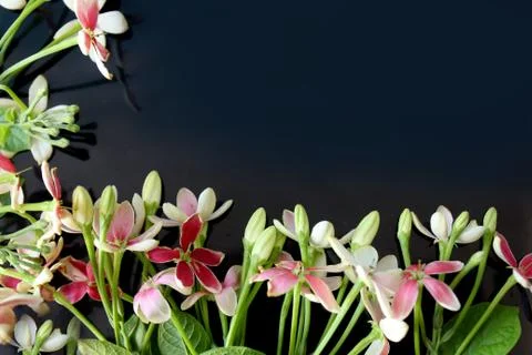 Spring background, summer blooming rangoon creeper flower Stock Photos