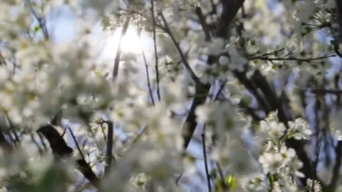 Spring background - the sun breaks through the blooming white plum blossoms  Video stock 317355927