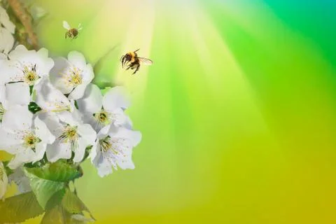 Spring background sunlight wiyh Bee on a flower of the white blossoms. Space  Stock Photos