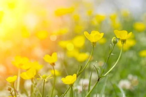 Spring background. Sunny meadow blurred background with wildflowers, grasses and Stock Photos