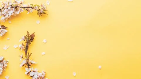 Spring background table. May flowers and April floral nature on pink. For ban Stock Photos