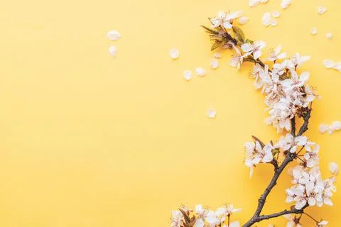 Spring background table. May flowers and April floral nature on pink. For ban Stock Photos