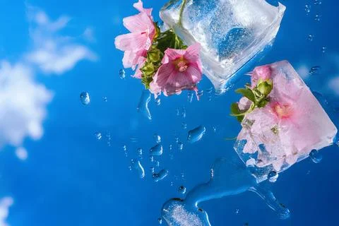 Spring background with thawed purple flowers on a transparent surface Stock Photos