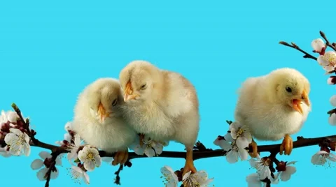 Spring background, three little chick sits on the branch with flowers Stock Footage 63166389