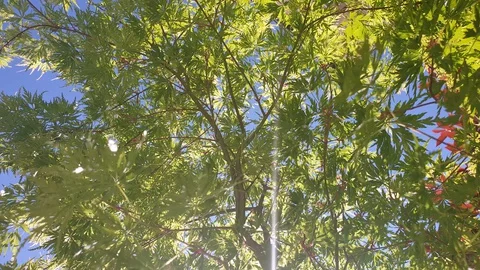 Spring Background Tree in the blue sky Stock Footage 128701764