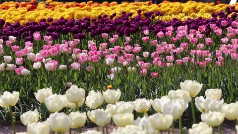 Spring background of Tulip field Stock Footage 75026402