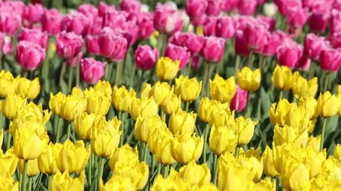 Spring background of Tulip field Stock Footage 75026441