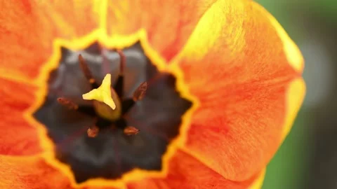 Spring background, Tulip flower closeup top view. Stock Footage 221130422