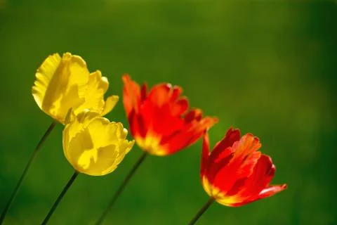 Spring background with tulip flowers Stock Photos