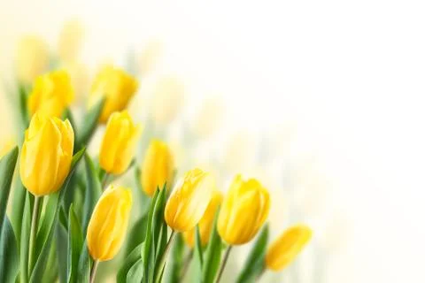 Spring Background with Tulip Stock Photos