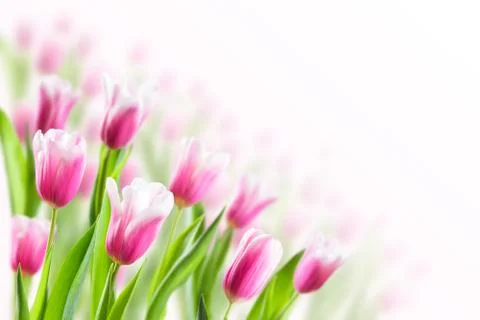 Spring Background with Tulip Stock Photos