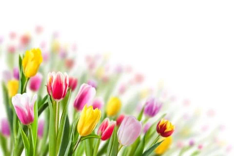 Spring Background with Tulip Stock Photos