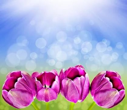 Spring background with tulips and sun Stock Photos