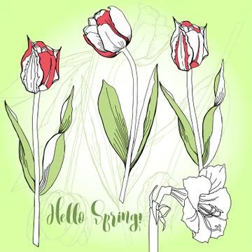 Spring  background with tulips. Stock Illustration