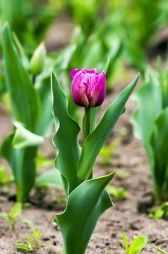 Spring background with tulips  Stock Photos