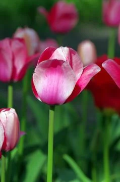 Spring background with tulips Foto stock