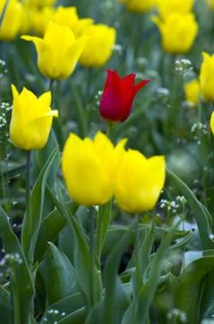 Spring background with tulips Foto stock