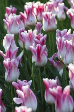 Spring background with tulips Stock Photos