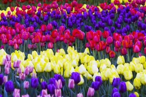 Spring background with tulips Stock Photos